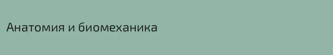 Анатомия и биомеханика